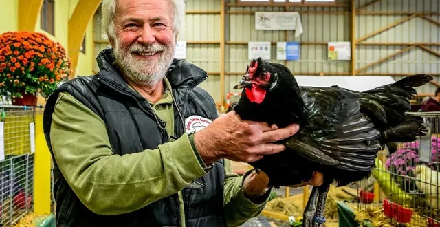 photo  rouez, samedi 2 novembre 2024. éleveur amateur, alain legaré présentait ses volailles, notamment cette poule la flèche, au salon de la basse-cour.  &copy;  le maine libre - yvon loué 