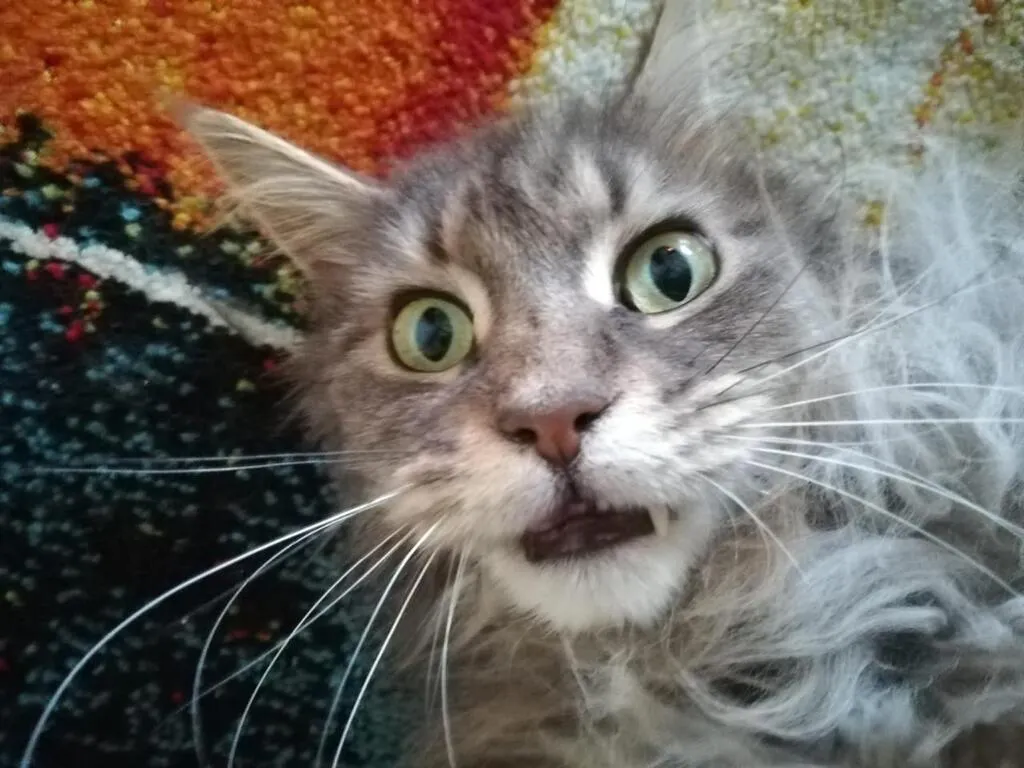 Bien gérer une crise d’épilepsie chez son animal les conseils d’un vétérinaire Grasse