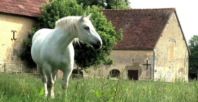 photo  le percheron est la plus connue des races de chevaux françaises.  &copy;  ouest-france 