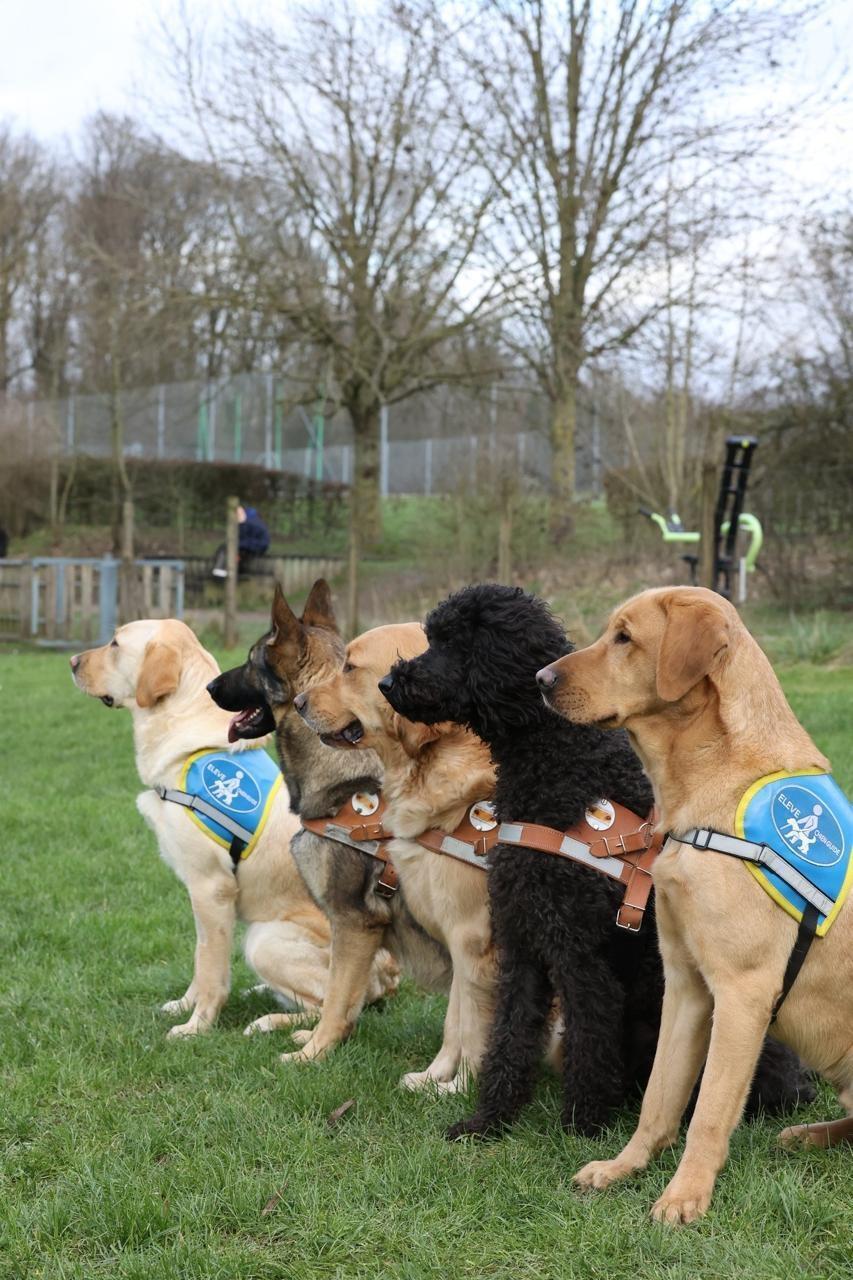 Le public est invité à baptiser les futurs chiens guides d’aveugles d