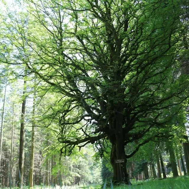 photo le hêtre tortillard est l’un des arbres remarquables de la forêt d’écouves.  ©  archives ouest-france
