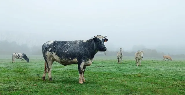photo  le grand refuge spa de pervenchères accueille des animaux de ferme et des chevaux.  &copy;  ouest-france 
