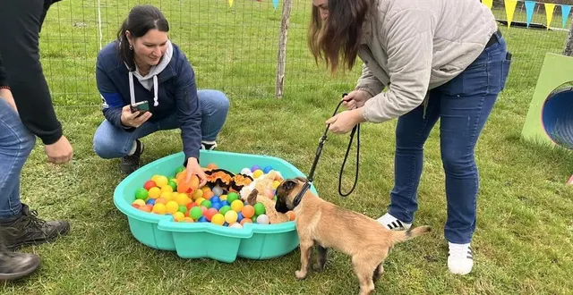 photo  vaya, jeune malinoise de huit semaines, découvre la piscine de jouets à l’école du chiot de thorée-les-pins.  &copy;  ouest-france 