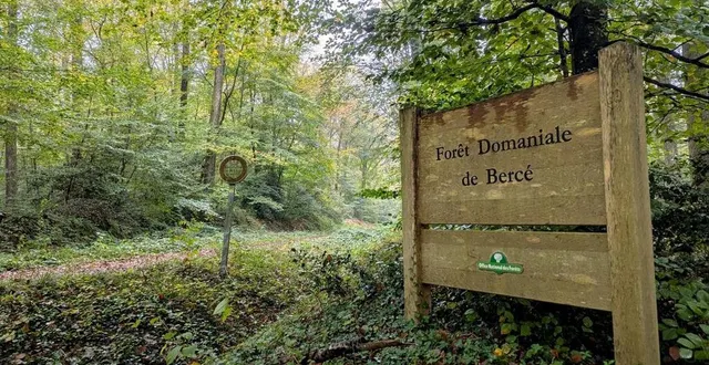 photo  bercé accueillera, en 2025, les rencontres nationales forêt d’exception.  &copy;  ouest-france 