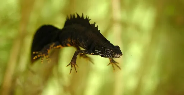 photo  la mare en partie comblée par l’agriculteur se situe dans une zone géographique où résident deux espèces protégées de tritons crêtés (photo d’illustration).  &copy;  benoit baudin mne 