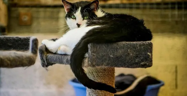 photo  le refuge de la ligue de défense des animaux de la sarthe (ldas 72), organise son marché de noël au profit des animaux  &copy;  archives le maine libre – yvon loué. 