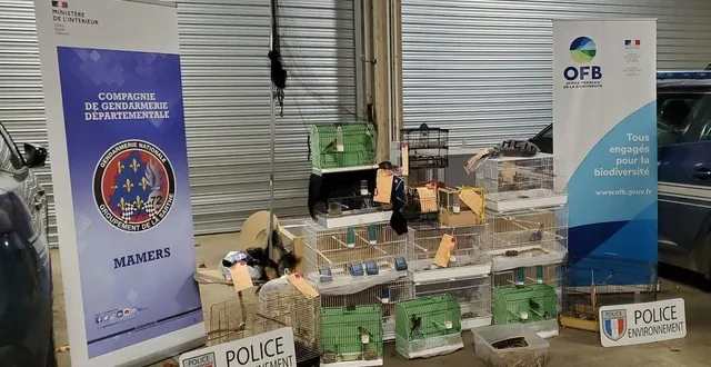 photo  une cinquantaine d’oiseaux a été saisie. beaucoup des espèces captives ont pu être relâchés.  &copy;  gendarmerie nationale 