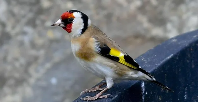 photo  le chardonneret élégant, une espèce protégée, se revend entre 150 et 450 € en moyenne sur le marché.  &copy;  archives le maine libre yvon loué 