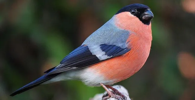 photo  le bouvreuil pivoine, une des espèces au centre du trafic, comme le chardonneret élégant.  &copy;  archives ouest-france 