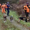 photo  avec leurs chiens, les rabatteurs parcourent la zone où se trouvent les chasseurs postés dans les miradors. 