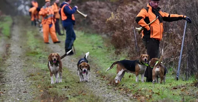 photo  avec leurs chiens, les rabatteurs parcourent la zone où se trouvent les chasseurs postés dans les miradors.  &copy;  ouest-france 