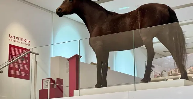 photo  près de soixante-dix espèces d’animaux naturalisés sont à découvrir au musée jean-claude-boulard – carré plantagenêt.  &copy;  ouest-france 