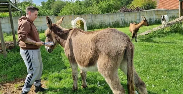 photo  la lda organise un marché de noël pour faire connaître les objectifs et le fonctionnement de cette association pour la protection des animaux.  &copy;  ouest-france 