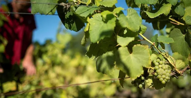 photo  dans les vignes, l’intelligence artificielle peut aider à repérer des maladies, mais l’œil humain reste le meilleur atout pour en détecter certaines.  &copy;  archives po 