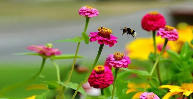 photo  une gestion écologique et différenciée obtient les faveurs du jury.  &copy;  archives le maine libre – hervé petitbon 