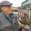 photo  gilles fontaine et son hibou grand-duc, nommée « merline », dans les rues de candé, mercredi. 