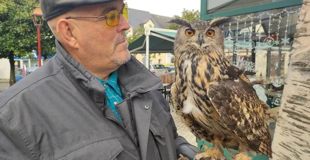 photo  gilles fontaine et son hibou grand-duc, nommée « merline », dans les rues de candé, mercredi.  &copy;  ouest-france 