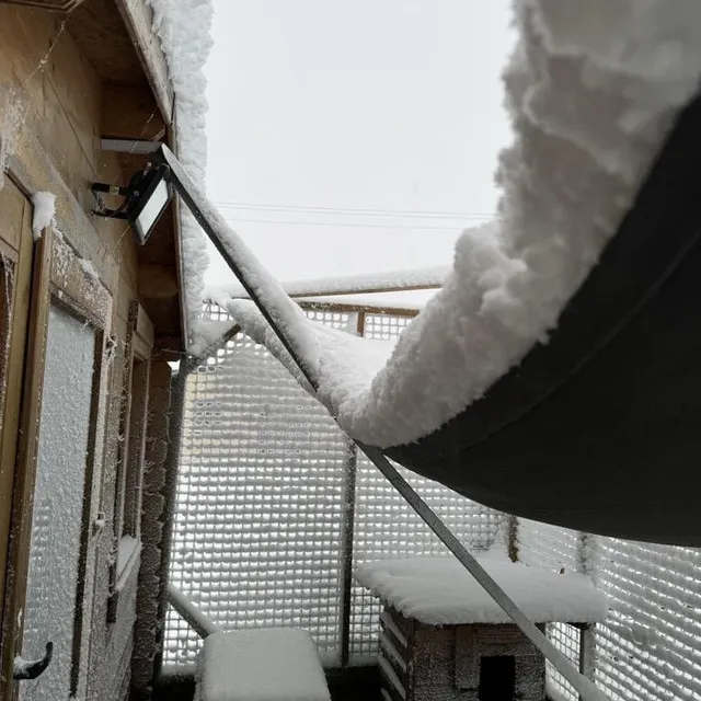photo le poids de la neige a fait s’effondrer les abris pour animaux.  ©  stéphanie lisicki
