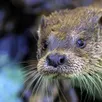 photo la loutre d’europe est présente dans l’orne et le bassin de la sarthe.