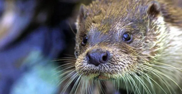 photo  la loutre d’europe est présente dans l’orne et le bassin de la sarthe.  &copy;  archives ouest-france / thierry creux 