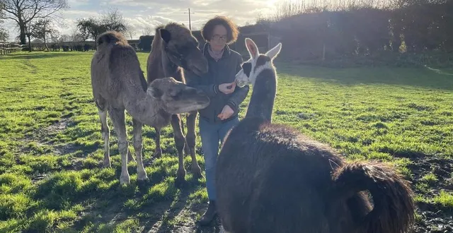 photo  roselyne leveillé est en train de quitter les chevaux pour les dromadaires, lama, alpagas…  &copy;  ouest-france 