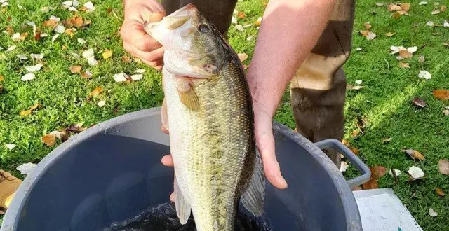 photo  les black-bass sont bien vivaces.  &copy;  le maine libre 