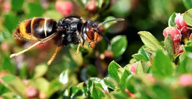 photo  un frelon asiatique.  &copy;  archives ouest-france 