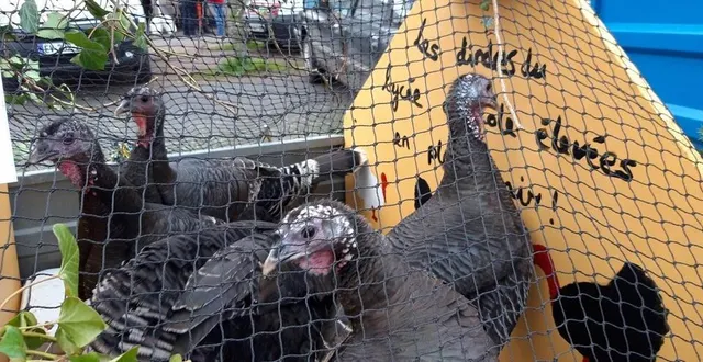 photo  les dindes seront de retour à la foire de sées, samedi matin.  &copy;  archives ouest-france 