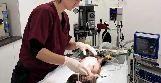 photo  ophélie, assistante vétérinaire, prépare une chienne qui doit subir une césarienne, dans le cabinet médico-chirurgical dédié à la prise en charge des urgences la nuit et le week-end. le cabinet se trouve dans le centre commercial beauregard.  &copy;  dr 