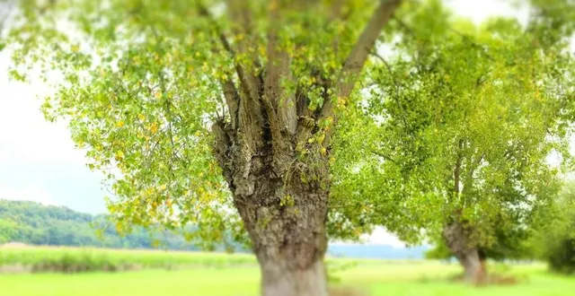 photo  les arbres têtards abritaient le pique-prune. leur abattage conduit l’agriculteur et son salarié devant le tribunal.  &copy;  photo archives le maine libre - hervé petitbon 