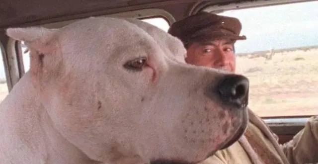 photo  bombon, le chien qui va changer la vie de son maître  &copy;  ciné-club rémalardais 