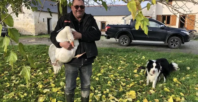 photo  saint-georges-du-bois, le 3 décembre 2024. christophe bellanger est éleveur d’oies blanches d’anjou label rouge.  &copy;  co – christophe ricci 