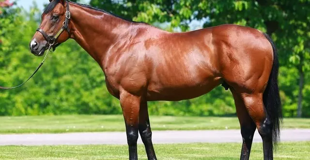 photo  l’étalon vedette « siyouni », père de champions, dont le prix de saillie affiche toujours 200 000 € pour 2025.  &copy;  dr 