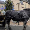 photo  le père noël est arrivé avec ce magnifique percheron. 