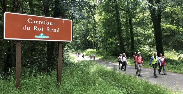 photo  le guédeniau (baugé-en-anjou), le 6 juin 2024. les élus de baugeois-vallée ont adopté à l’unanimité une charte forestière. cette charte comprend un plan d’actions en quinze points qui doit permettre de trouver l’équilibre entre les différents usages et usagers des forêts. un enjeu majeur pour le territoire puisque le baugeois-vallée est boisé à 30 %.  &copy;  co – christophe ricci 