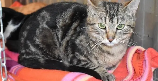 photo  jerry, un an à peine, attend une famille pour la vie à la spaa à angers.  &copy;  spaa du maine-et-loire 