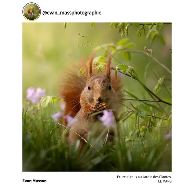 Le cliché d’Evan Masson (@evan_massphotographie) d’un écureuil roux au Jardin des plantes du Mans. Conseil départemental de la Sarthe photo le cliché d’evan masson (@evan_massphotographie) d’un écureuil roux au jardin des plantes du mans. © conseil départemental de la sarthe