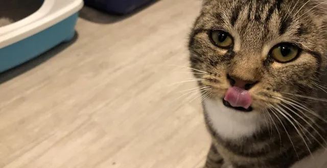 photo  le refuge 61 fait adopter chiens et chats qui lui ont été apportés par la fourrière.  &copy;  ouest-france 