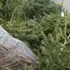 photo  la communauté urbaine met en place plusieurs collectes de sapins dans les différentes communes. 