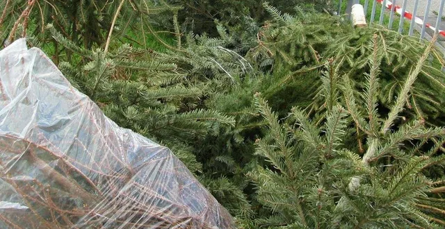 photo  la communauté urbaine met en place plusieurs collectes de sapins dans les différentes communes.  &copy;  photo d’illustration / archives ouest-france 