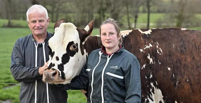 photo  cette vache, égérie du salon de l’agriculture, a fait l’actualité dans le bocage en 2024.  &copy;  archives stéphane geufroi / ouest-france 