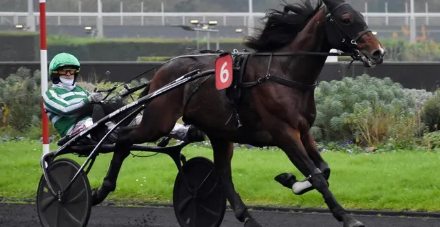 photo  jushua tree sera-t-il en mesure d’aller chercher un billet pour participer au prix d’amérique le 26 janvier 2025 ?  &copy;  julie hardouin 