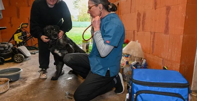 photo  les alleuds (brissac-loire-aubance), vendredi 3 janvier 2025. christelle rassure son chien oslo, croisé labrador et berger australien, tandis que le dr flamant se prépare à l’examiner, chez lui, dans un espace qui lui est familier.  &copy;  co – laurent combet 