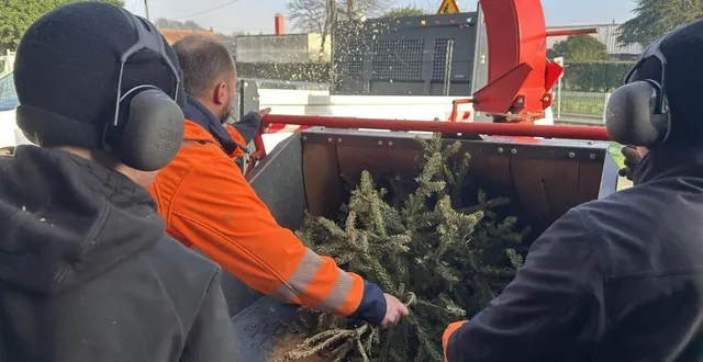 photo  l’an passé, la ville de coulaines (sarthe) avait broyé environ une soixantaine de sapins après les fêtes de noël.  &copy;  ouest-france 