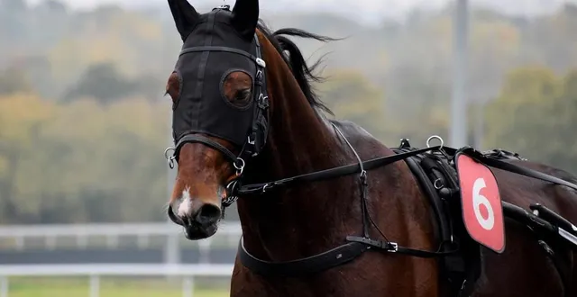 photo  le feuilleton jushua tree et le prix d’amérique s’achève sur une note négative puisque le fils de bold eagle est finalement contraint au forfait. on ne le reverra pas du meeting d’hiver.  &copy;  julie hardouin 