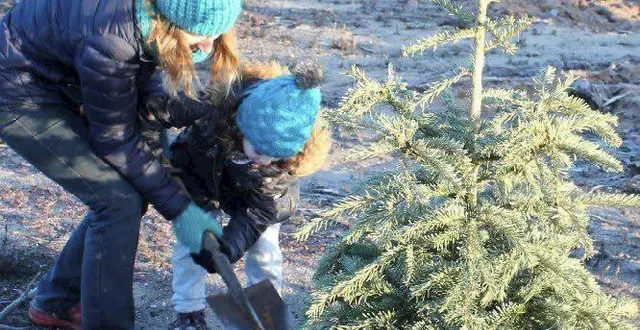 photo  replanter un sapin, une fausse bonne idée ? (photo d’illustration)  &copy;  archives ouest-france 
