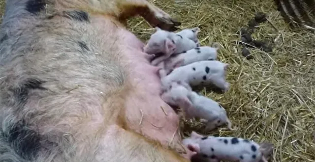 photo  l’heure de la tétée pour les sept porcelets de rosie.  &copy;  arche de la nature 