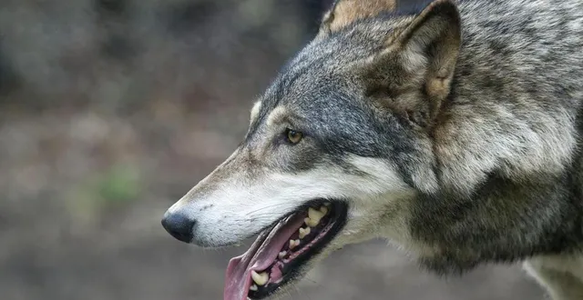 photo  la présence du loup est confirmée en maine-et-loire.  &copy;  thierry creux/ouest-france 
