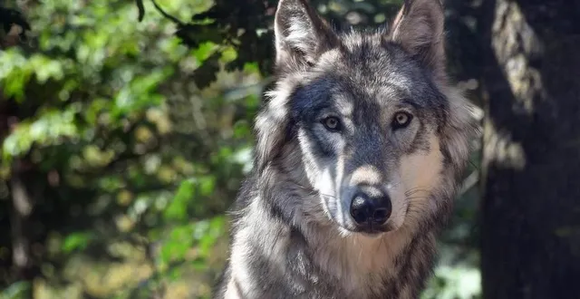 photo  la préfecture de maine-et-loire a confirmé le retour du loup dans le département de maine-et-loire en ce début d’année 2025.  &copy;  archives beatrice le grand / ouest france 