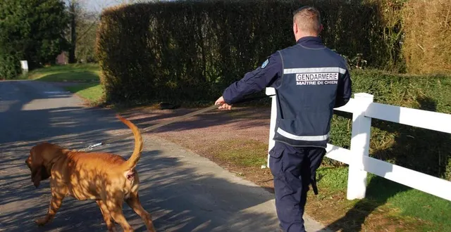 photo  deux maîtres-chiens ont été engagés pour tenter de retrouver le jeune garçon.  &copy;  ouest-france archives 